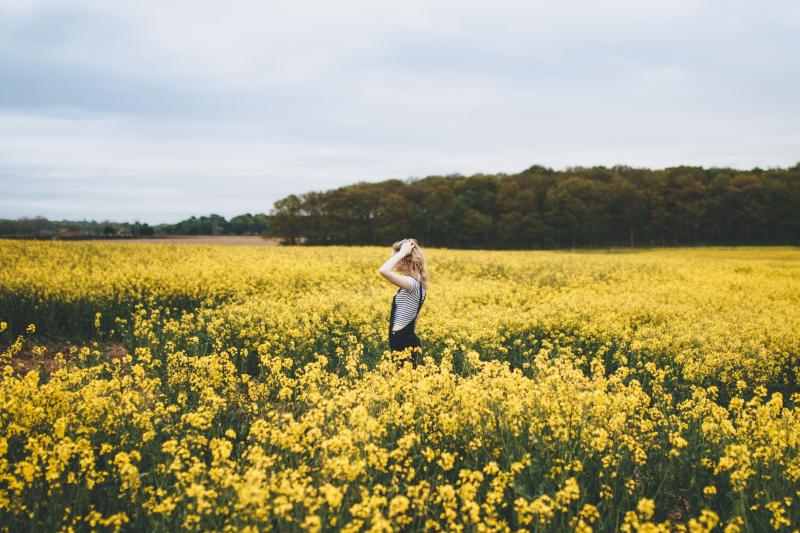 Rapeseed field