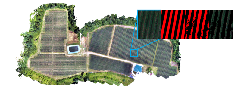 Analysis of multispectral images and detection of rows in blueberry fields