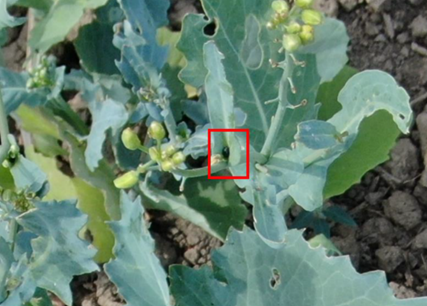 Rapeseed pest in a photo taken by a drone.