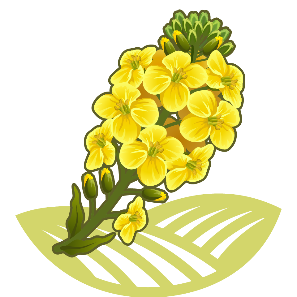 rapeseeds