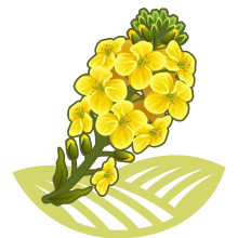 rapeseeds