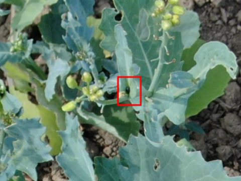 Rapeseed pest in a photo taken by a drone.